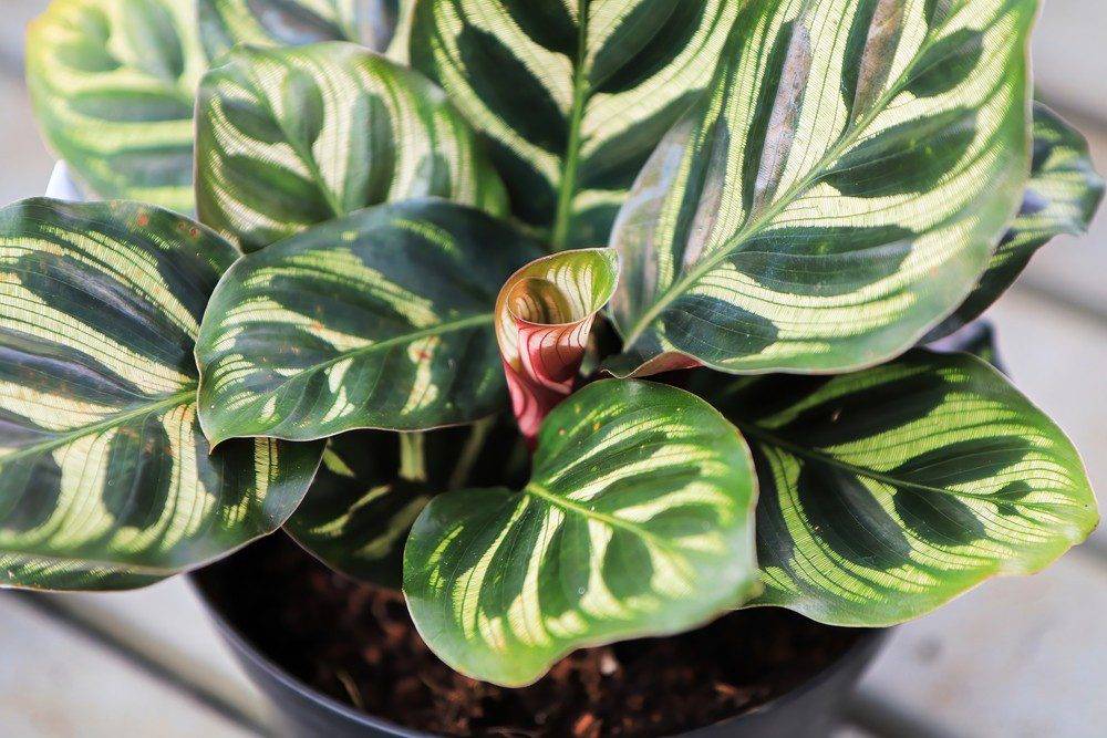 Foliage House Plants • Thomas Greenhouse & Gardens