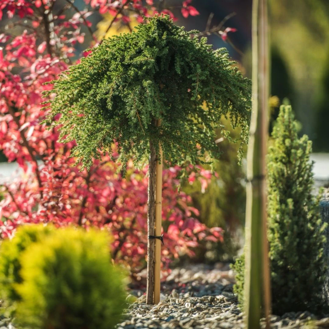 ornamental trees, thomas greenhouse