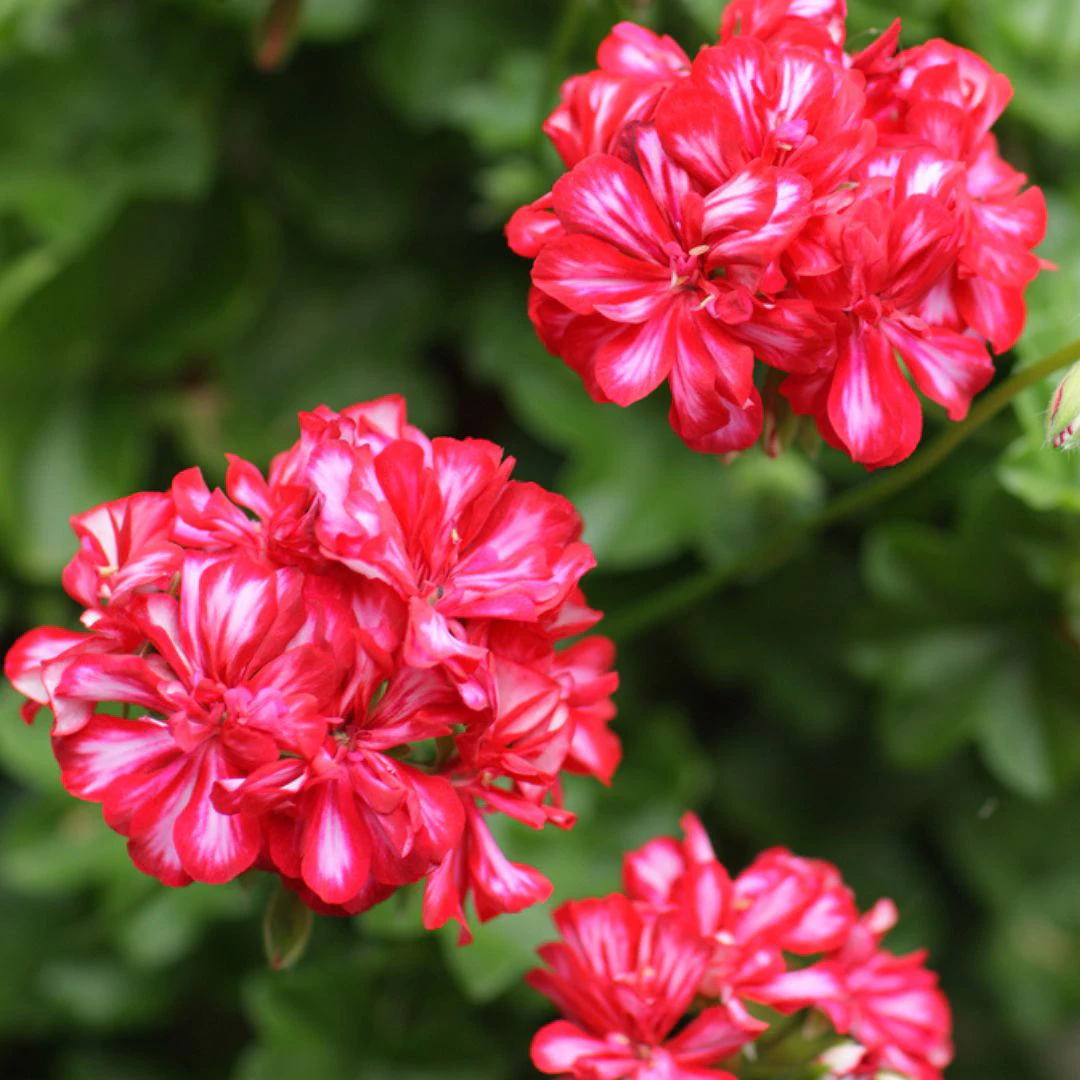 flowers, thomas greenhouse and gardens