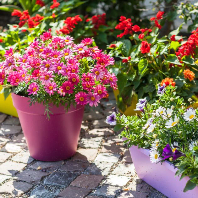 container garden, thomas greenhouse