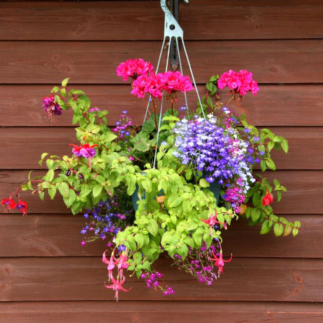 hanging flower baskets thomas greenhouse and garden center