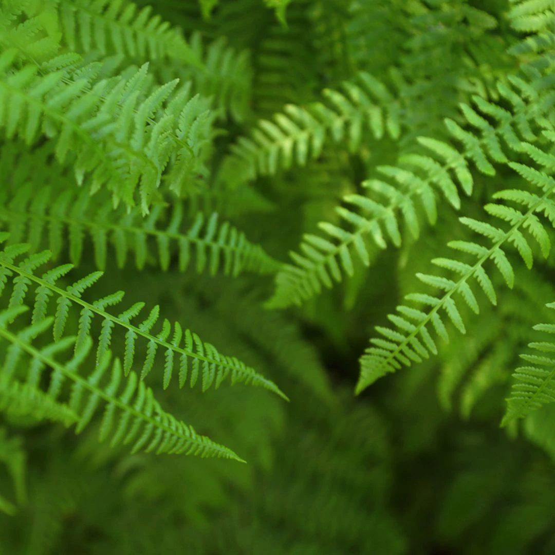 wisconsin native plants