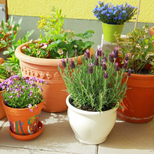 container garden, thomas greenhouse