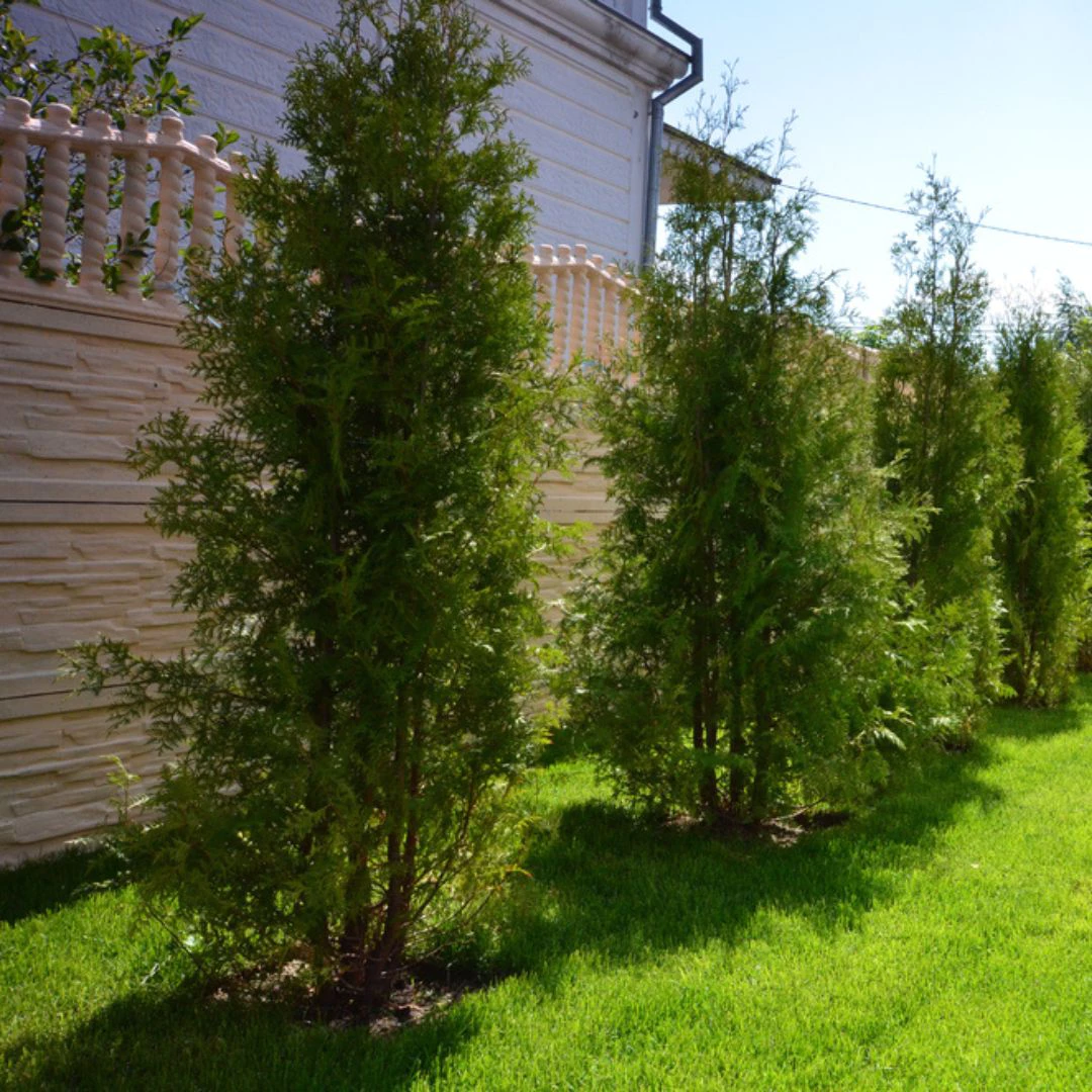 evergreen trees, thomas greenhouse