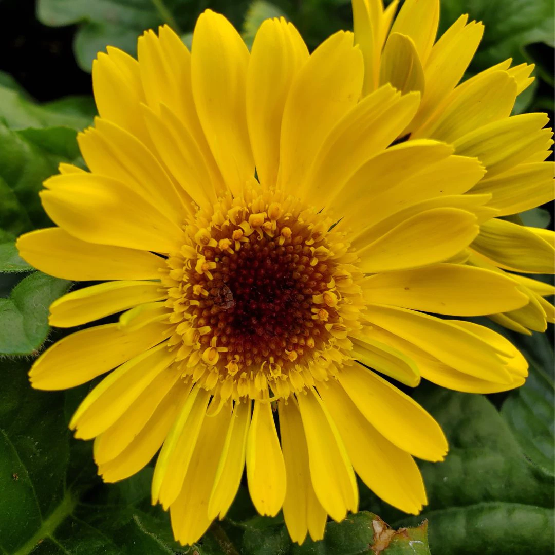 Full Sun Perennial Flowers • Thomas Greenhouse & Gardens