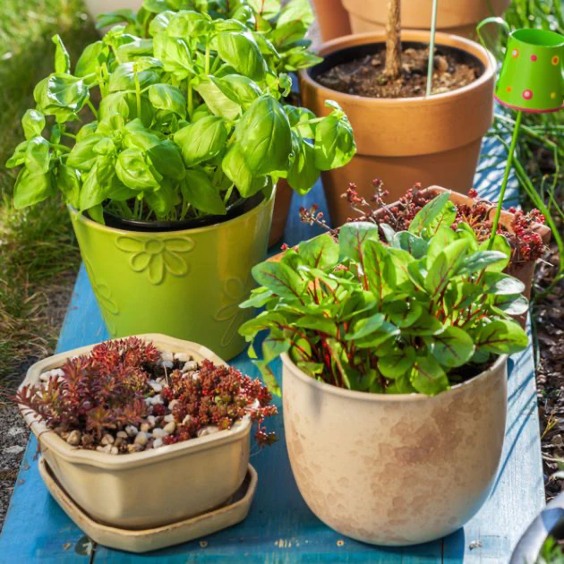 container garden, thomas greenhouse