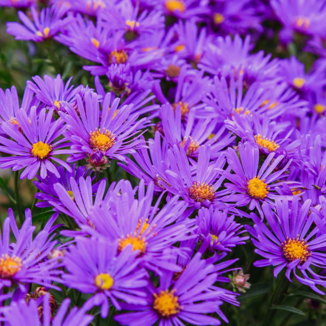 wisconsin native plants