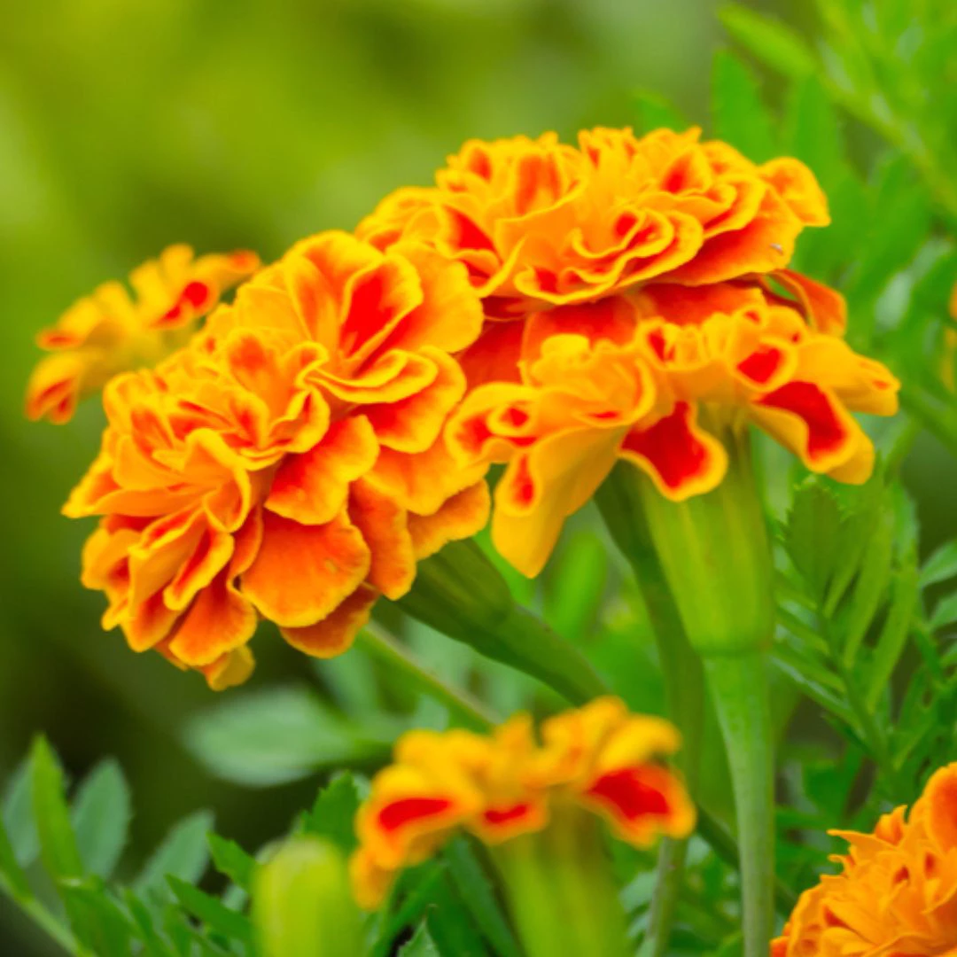 flowers, thomas greenhouse