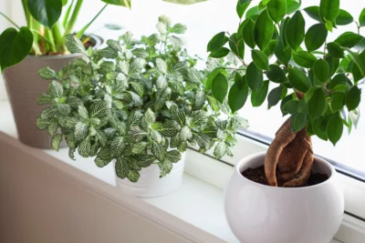 The Ultimate Guide to Caring for Common Houseplants
