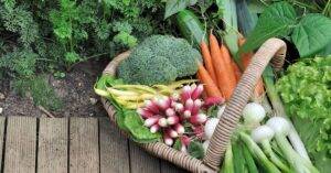 cool weather vegetables