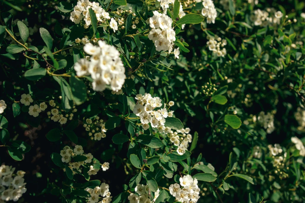 spirea shrub, wisconsin
