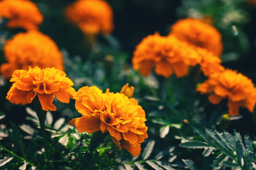 annual Flowers, Marigolds