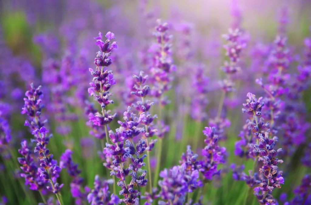 perennial flowers, lavender