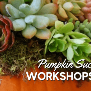 pumpkin succulent workshop at Thomas greenhouse and Gardens