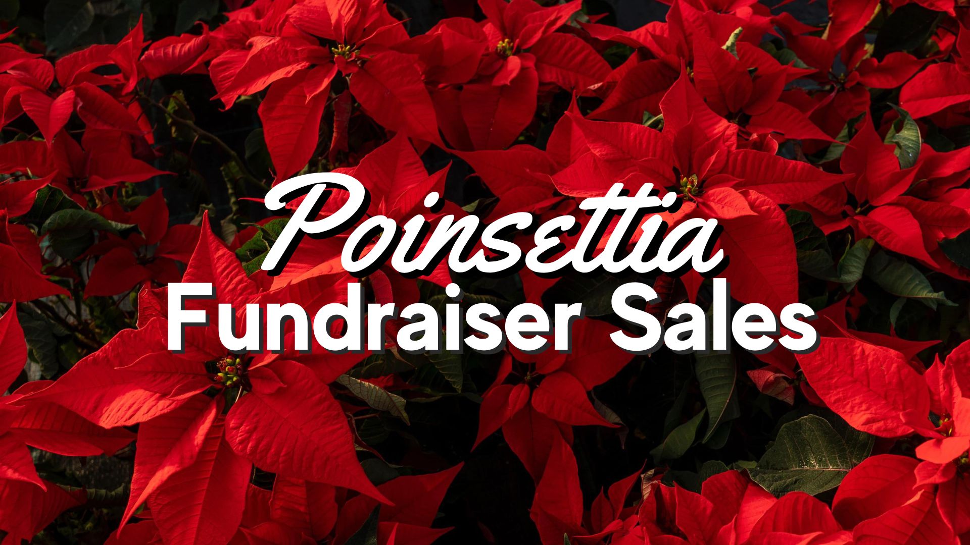 Poinsettia Fundraiser • Sell Poinsettias • Thomas Greenhouse & Gardens