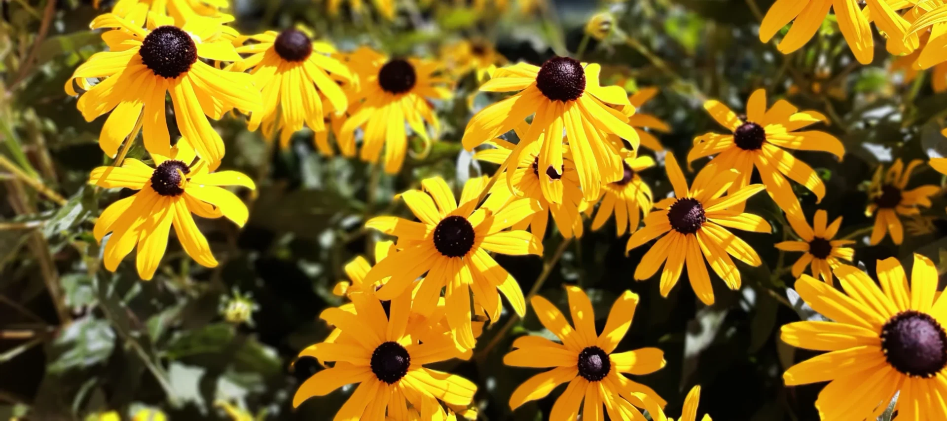 January Dreams: Planning Your  Garden with Native Wisconsin Perennials