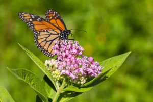 monarch butterfly on native plant