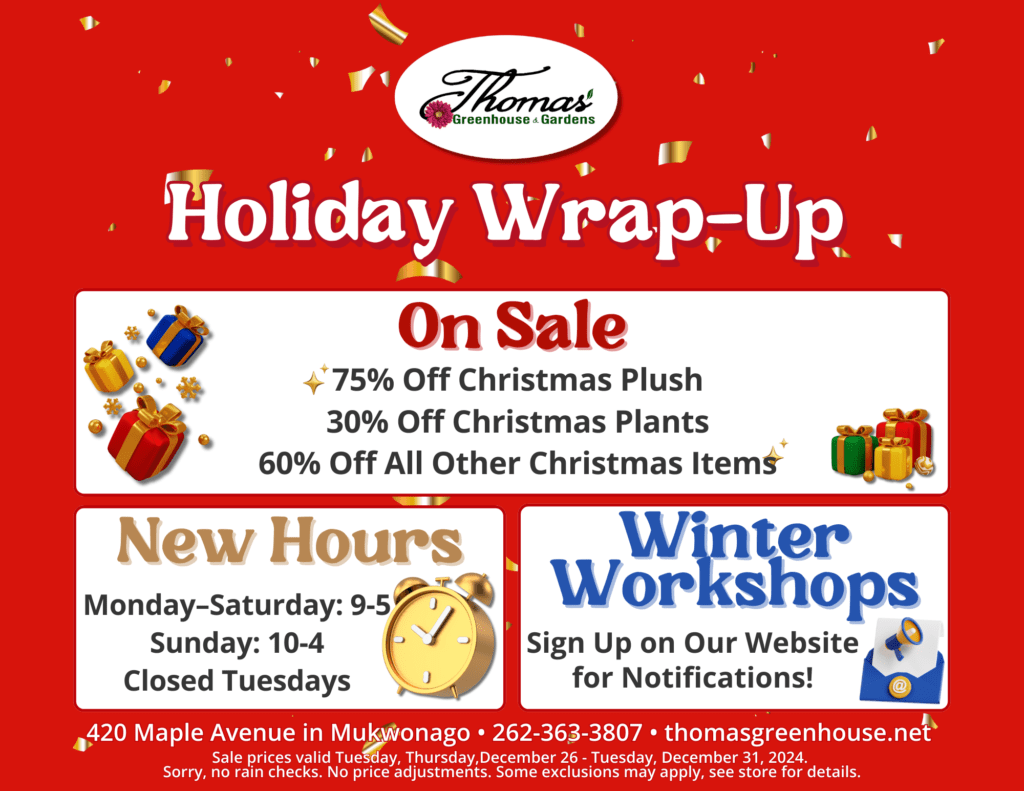 TGH 12-19-24 Sale A red flyer for Thomas' Greenhouse & Gardens' "Holiday Wrap-Up" sale. At the top, the Thomas' Greenhouse & Gardens logo is centered, with gold confetti scattered around. Below, bold text reads "Holiday Wrap-Up" in large, white-outlined red letters. The flyer is divided into three sections: "On Sale" Section (Top Left): Features sale items: 75% Off Christmas Plush 30% Off Christmas Plants 60% Off All Other Christmas Items Small gold gift icons are scattered around. "New Hours" Section (Bottom Left): Lists updated hours: Monday–Saturday: 9 AM–5 PM Sunday: 10 AM–4 PM Closed Tuesdays A gold alarm clock icon sits beside the heading. "Winter Workshops" Section (Bottom Right): Text reads: "Sign up on our website for notifications!" Features a blue envelope icon with a white letter inside. Shop the Holiday Wrap-Up Sale at Thomas' Greenhouse & Gardens from December 26–31! Enjoy 75% off Christmas Plush, 60% off all other Christmas items, and 30% off Christmas plants. Visit us at 420 Maple Avenue, Mukwonago, or call 262-363-3807. New store hours: Mon–Sat 9–5, Sun 10–4, closed Tuesdays. Visit thomasgreenhouse.net for updates. Some exclusions apply; no rain checks or price adjustments.