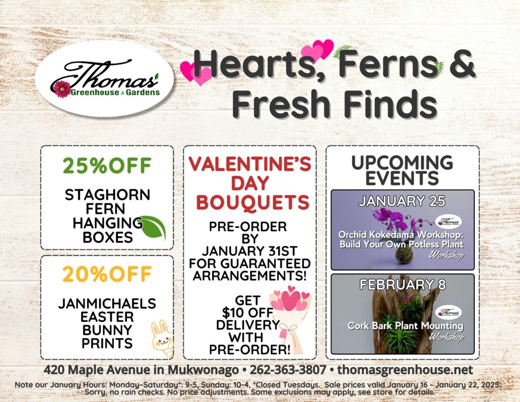 TGH 1-16-25 The flyer has a light wood-textured background with the Thomas Greenhouse & Gardens logo at the top left, featuring the company name in elegant script with a pink daisy replacing the apostrophe. Next to the logo is the sale title, “Hearts, Ferns & Fresh Finds,” styled with playful fonts, pink hearts, and a green fern icon. Left Section: "25% OFF STAGHORN FERN HANGING BOXES" is in bold green and black text, with a small green leaf icon. Below it, "20% OFF JANMICHAELS' EASTER BUNNY PRINTS" is in bold orange and black text with a cute bunny icon in the bottom right corner. Center Section: "VALENTINE’S DAY BOUQUETS" is in bold red text, with instructions: Pre-order by January 31st for guaranteed arrangements. $10 off delivery with pre-orders. There’s a pink hand-drawn bouquet illustration beneath the text. Right Section: "UPCOMING EVENTS" is in bold black text at the top. Below are two event boxes: January 25: Orchid Kokedama Workshop: Build Your Own Potless Plant – Includes an image of a purple orchid in a moss ball on a neutral background. February 8: Cork Bark Plant Mounting Workshop – Includes an image of plants mounted on natural cork bark. Bottom Section: The flyer ends with: Store address: "420 Maple Avenue in Mukwonago" Phone number: "262-363-3807" Website: "thomasgreenhouse.net" January hours: Monday–Saturday 9–5, Sunday 10–4, closed Tuesdays. A disclaimer reads: “Sale prices valid January 16–22, 2025. Some exclusions may apply, see store for details.”