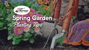 A gardening scene with pink and yellow flowers in the foreground, potted plants in the background, and a set of wooden-handled garden tools resting on soil next to a pair of orange and blue gardening gloves. The text 'Spring Garden Planting Tips' is overlaid, along with the logo for 'Thomas' Greenhouse & Gardens.'