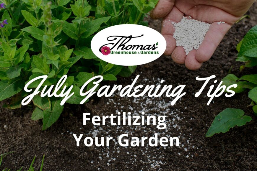 Fertilizing Your Garden in July