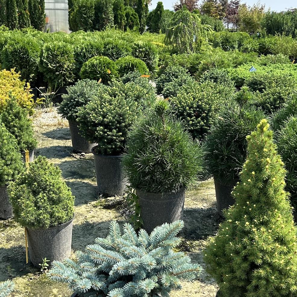 Variety of evergreen shrubs and trees in containers at the outdoor nursery area of Thomas Greenhouse & Gardens, Mukwonago, Wisconsin.