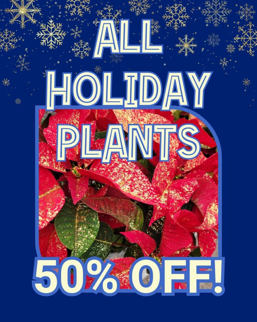 Red poinsettia holiday plants with gold glitter on sale at Thomas Greenhouse & Gardens, Mukwonago, WI, 50% off