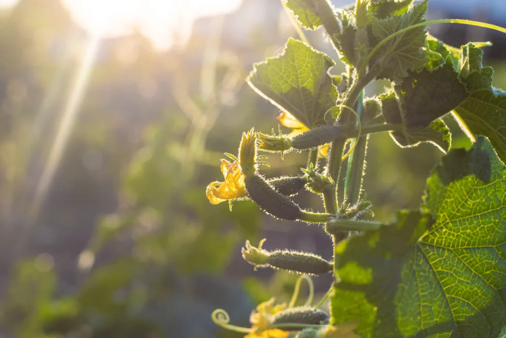 Cucumbers growing on the vine in a sunny southeast Wisconsin garden