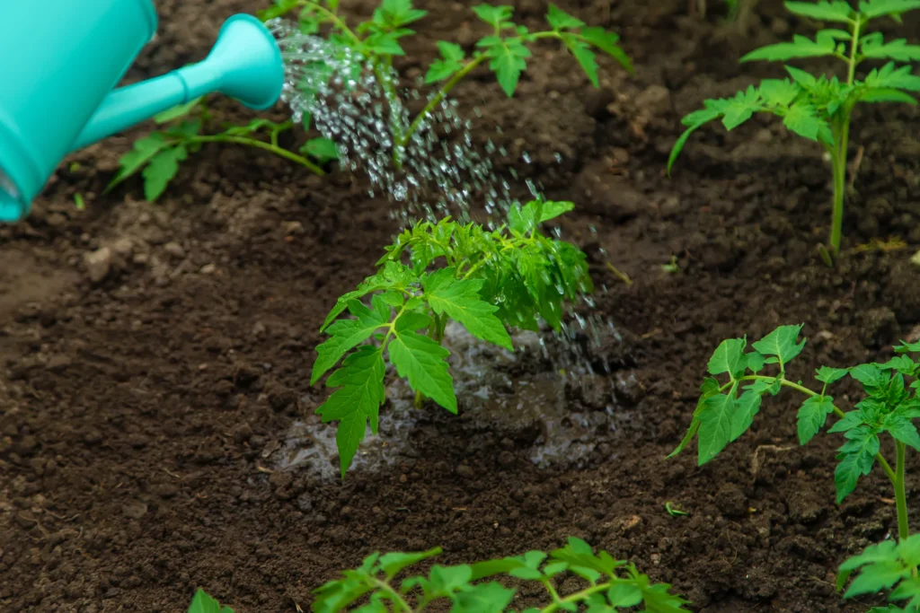 Watering young vegetable plants in garden soil